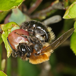 Andrena lapponica, W (31.5.2019) Andrena lapponica, W