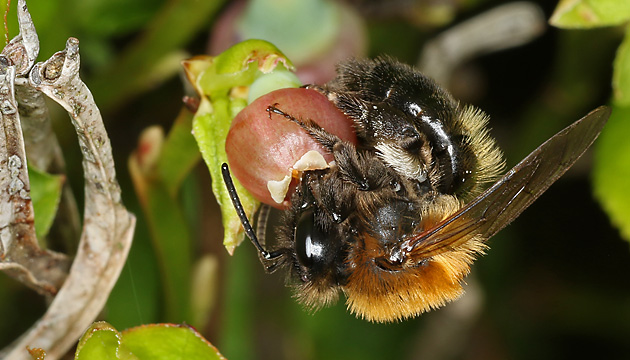 Andrena lapponica, W