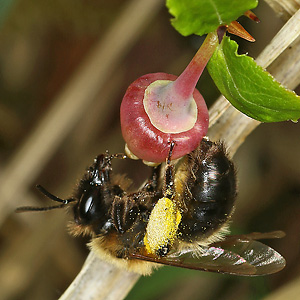 Andrena lapponica, W