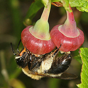 Andrena lapponica, W