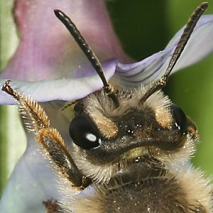 Andrena lathyri