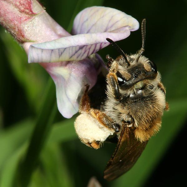 Andrena lathyri, W