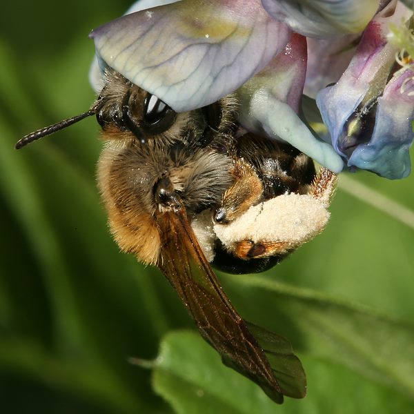 Andrena lathyri, W