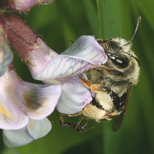 Andrena lathyri, W