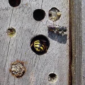 Anthidium manicatum & Heriades truncorum