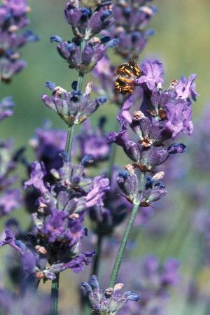 Wollbiene Anthidium manicatum, W. an Lavendel