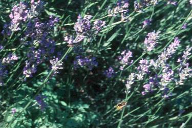 Anthidium-manicatum-M&auml;nnchen (unten) beim Kontrollflug