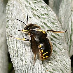 Wollbiene Anthidium manicatum, M Wollbiene Anthidium manicatum, M