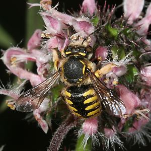 Wollbiene Anthidium manicatum, W an Leonurus marrubiastrum Wollbiene Anthidium manicatum, W an Leonurus marrubiastrum
