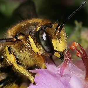 Wollbiene Anthidium manicatum, M Wollbiene Anthidium manicatum, M