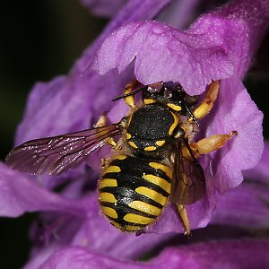 Wollbiene Anthidium manicatum, W Wollbiene Anthidium manicatum, W