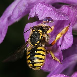 Wollbiene Anthidium manicatum, W Wollbiene Anthidium manicatum, W