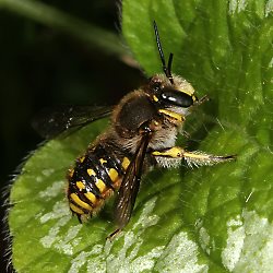 Große Wollbiene (Anthidium manicatum), M Große Wollbiene (Anthidium manicatum), M