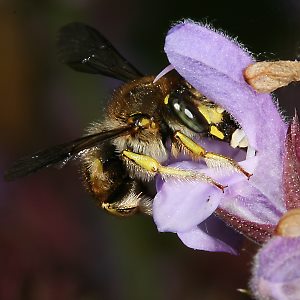Wollbiene Anthidium manicatum, M Wollbiene Anthidium manicatum, M