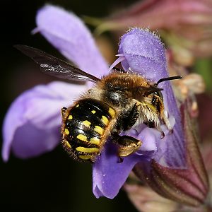 Wollbiene Anthidium manicatum, M Wollbiene Anthidium manicatum, M