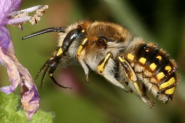 Große Wollbiene (Anthidium manicatum), M Große Wollbiene (Anthidium manicatum), M
