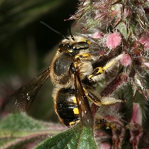 Große Wollbiene (Anthidium manicatum), M Große Wollbiene (Anthidium manicatum), M