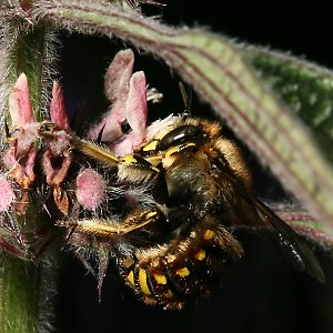 Große Wollbiene (Anthidium manicatum), M Große Wollbiene (Anthidium manicatum), M