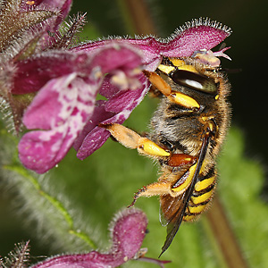 Anthidium manicatum, W Anthidium manicatum, W