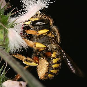 Große Wollbiene (Anthidium manicatum), W Große Wollbiene (Anthidium manicatum), W