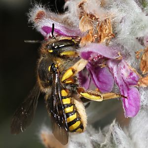 Große Wollbiene (Anthidium manicatum), W Große Wollbiene (Anthidium manicatum), W