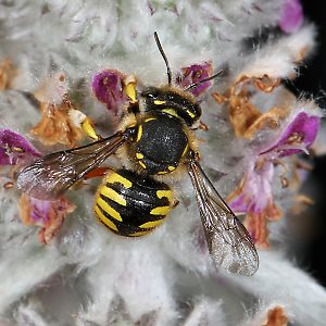 Wollbiene Anthidium manicatum, W Wollbiene Anthidium manicatum, W