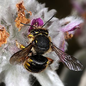 Wollbiene Anthidium manicatum, M Wollbiene Anthidium manicatum, M