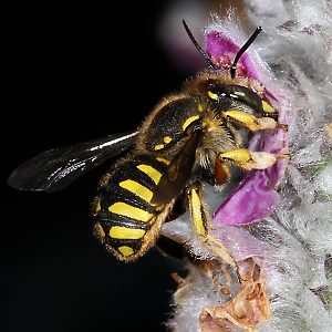 Große Wollbiene (Anthidium manicatum), W Große Wollbiene (Anthidium manicatum), W