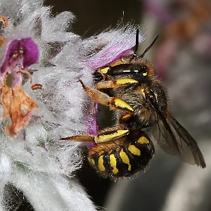 Große Wollbiene (Anthidium manicatum), W Große Wollbiene (Anthidium manicatum), W