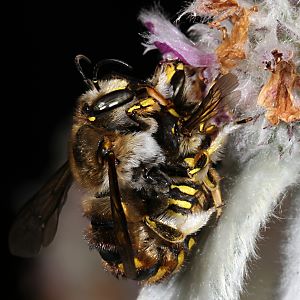 Große Wollbiene (Anthidium manicatum), M W: Paarung Große Wollbiene (Anthidium manicatum), M W: Paarung