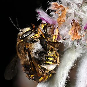 Große Wollbiene (Anthidium manicatum), M W: Paarung Große Wollbiene (Anthidium manicatum), M W: Paarung