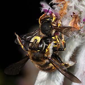 Wollbiene Anthidium manicatum, W M (Paarung) Wollbiene Anthidium manicatum, W M (Paarung)