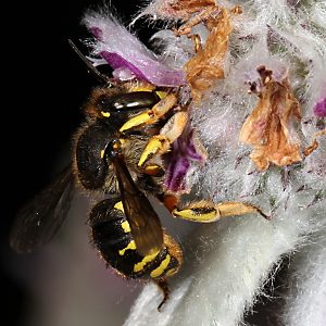 Wollbiene Anthidium manicatum, W Wollbiene Anthidium manicatum, W