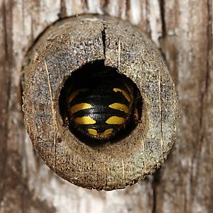 Wollbiene Anthidium manicatum, M Wollbiene Anthidium manicatum, M