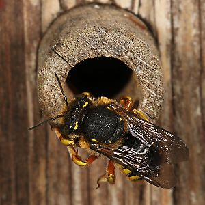 Große Wollbiene (Anthidium manicatum), M Große Wollbiene (Anthidium manicatum), M