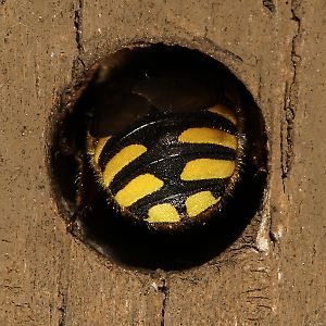 Große Wollbiene (Anthidium manicatum), W Große Wollbiene (Anthidium manicatum), W