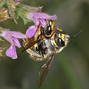 Anthidium manicatum, WM: späte Paarung Anthidium manicatum, WM: Paarung