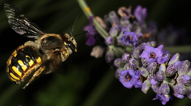 Wollbiene Anthidium manicatum, M im Flug Wollbiene Anthidium manicatum, M im Flug