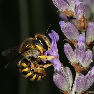 Wollbiene Anthidium manicatum, W Wollbiene Anthidium manicatum, W