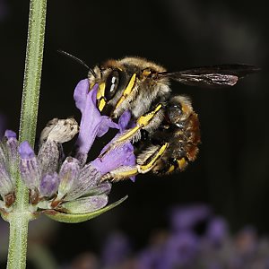 Wollbiene Anthidium manicatum, W Wollbiene Anthidium manicatum, W