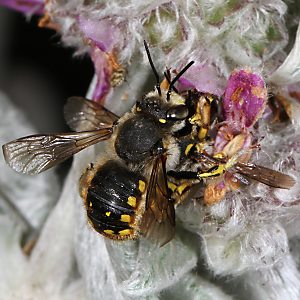 Große Wollbiene (Anthidium manicatum): Paarung Große Wollbiene (Anthidium manicatum): Paarung