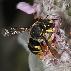 Große Wollbiene (Anthidium manicatum), W Große Wollbiene (Anthidium manicatum), W