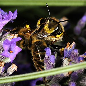 Wollbiene Anthidium manicatum, M: Attacke Wollbiene Anthidium manicatum, M: Attacke