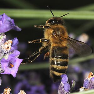 Wollbiene Anthidium manicatum, M + Apis mellifera Wollbiene Anthidium manicatum, M + Apis mellifera