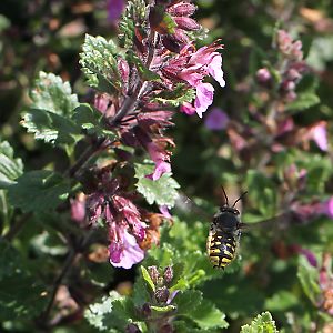 Anthidium manicatum: Attacke Anthidium manicatum: Attacke
