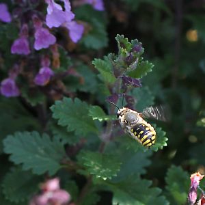Anthidium manicatum: Attacke Anthidium manicatum: Attacke