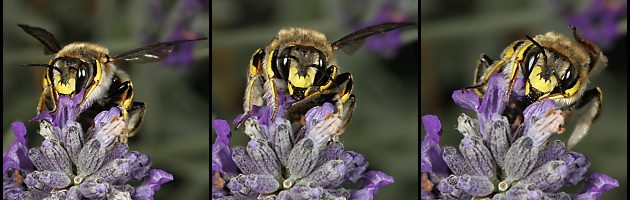 Große Wollbiene (Anthidium manicatum), W Große Wollbiene (Anthidium manicatum), W