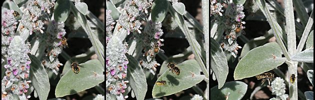 Große Wollbiene (Anthidium manicatum), W Große Wollbiene (Anthidium manicatum), W