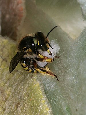 Anthidium manicatum, W (Pflanzenwolle sammelnd) Anthidium manicatum, W (Pflanzenwolle sammelnd)