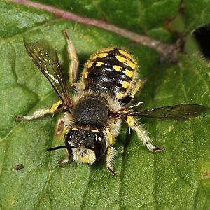 Anthidium manicatum: Attacke Anthidium manicatum: Attacke